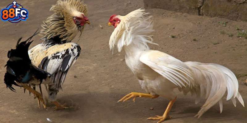 Cược chấp trong đá gà trực tiếp C1 rất phổ biến vì sự kịch tính