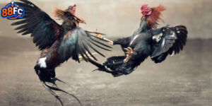 Đá Gà Trực Tiếp C1