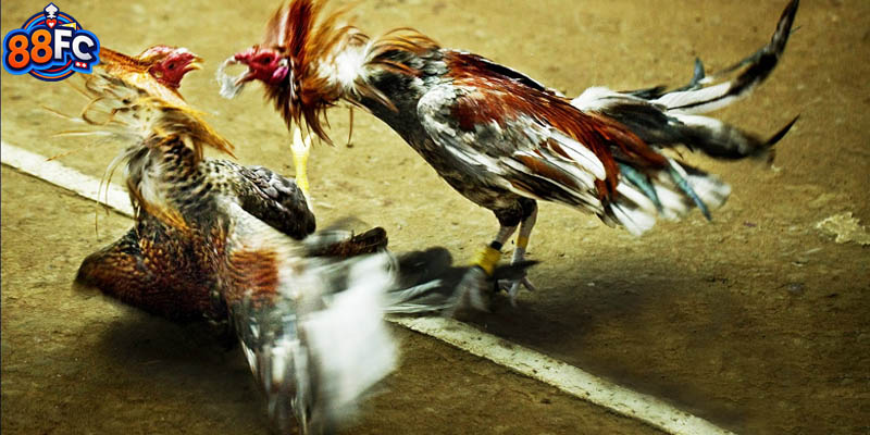 Đá gà C3 đều có video chất lượng full HD