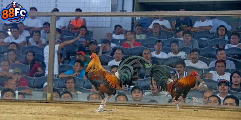 Thông tin chung về loại hình giải trí gà chọi trên sân chơi